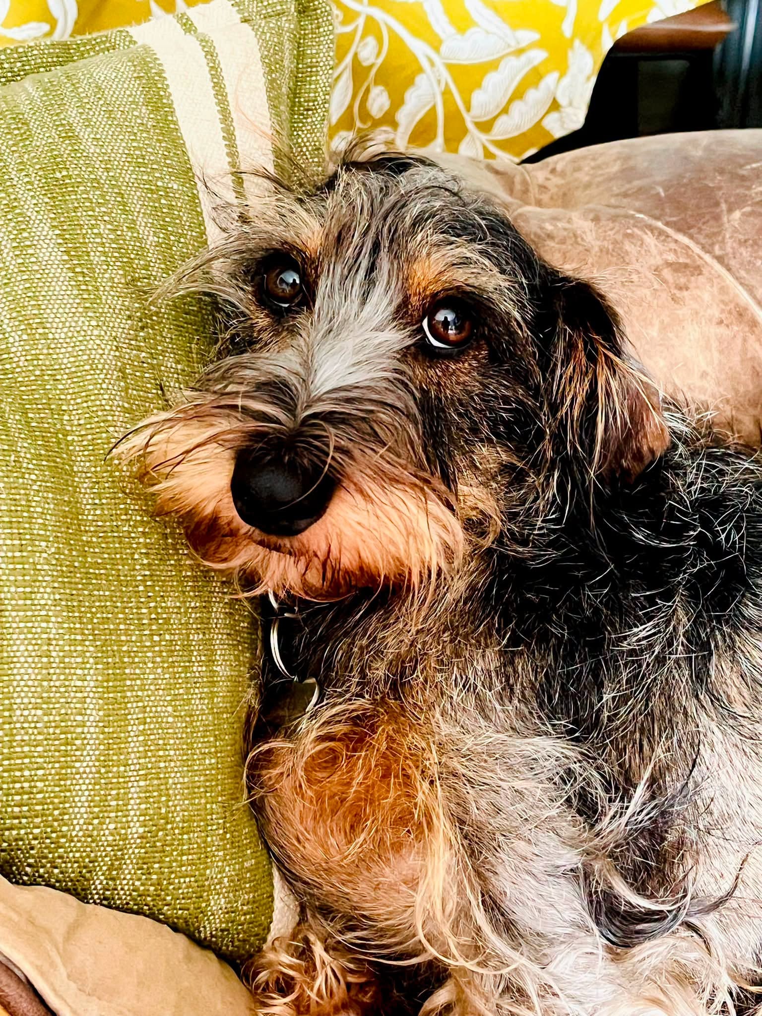 Gerty — Miniature Dachshund